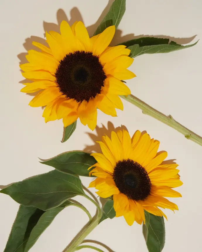 REF kleurbehoudsysteem